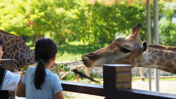 Top 7 things to do in Dallas this Summer